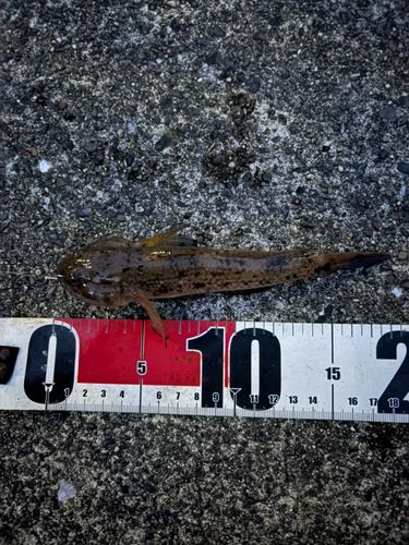 ウロハゼの釣果