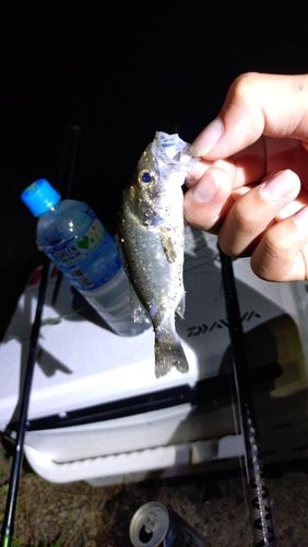 セイゴ（タイリクスズキ）の釣果