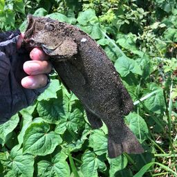 スモールマウスバス