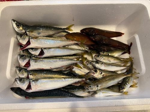 サバの釣果