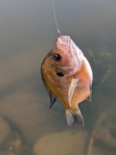 ブルーギルの釣果