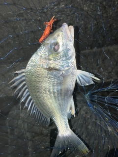 キビレの釣果