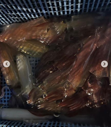 スルメイカの釣果