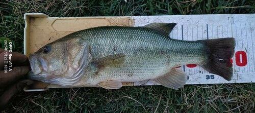 ブラックバスの釣果