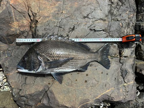 チヌの釣果