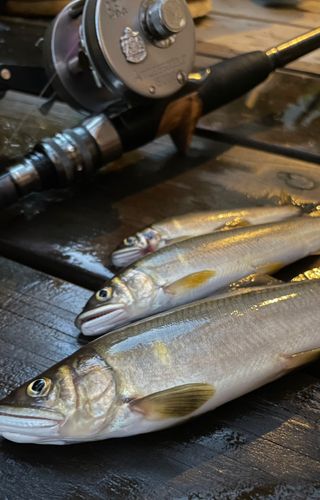 アユの釣果