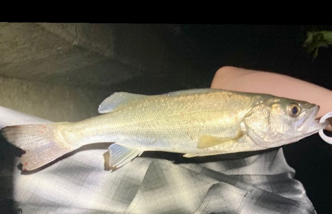 セイゴ（ヒラスズキ）