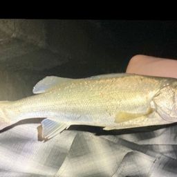 セイゴ（ヒラスズキ）