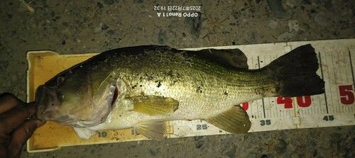 ブラックバスの釣果