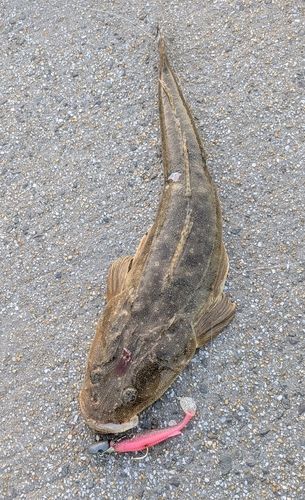 マゴチの釣果