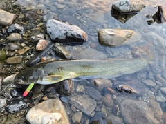ナマズの釣果