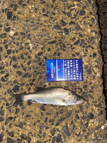 セイゴ（ヒラスズキ）の釣果