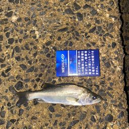 セイゴ（ヒラスズキ）