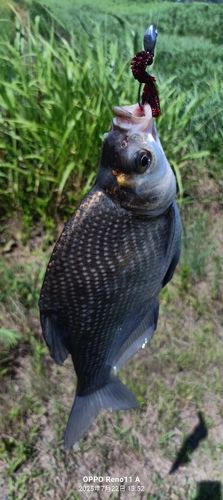 ダントウボウの釣果