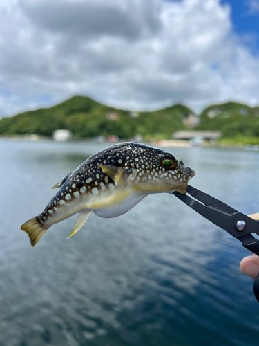 ノゴイの釣果