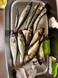 マアジの釣果