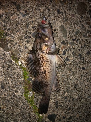 クロソイの釣果