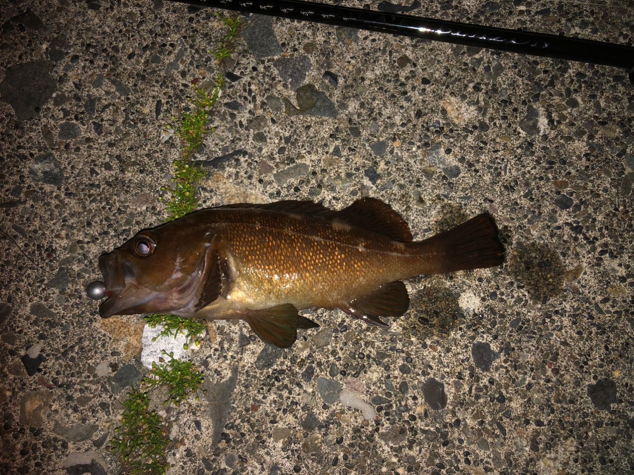 クロソイ