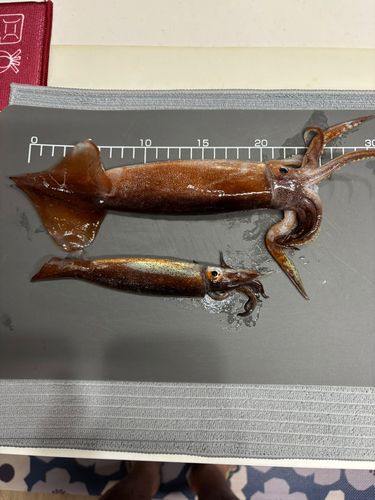 ヤリイカの釣果