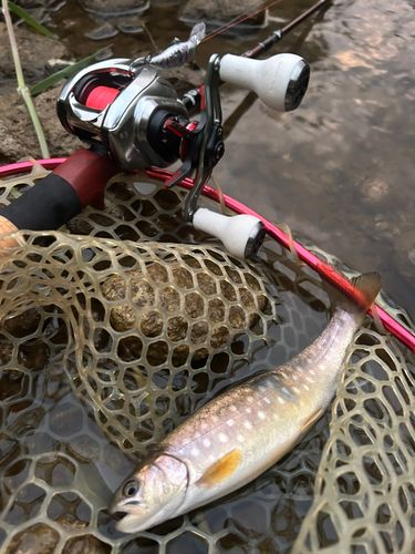 エゾイワナの釣果