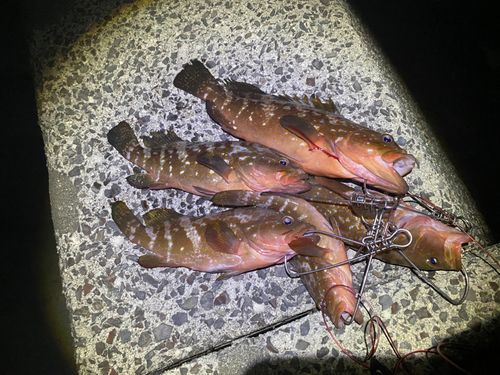 アコウの釣果