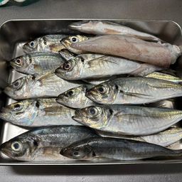 アジ