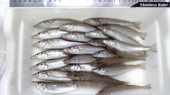 キスの釣果