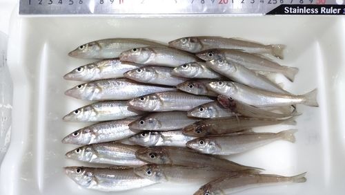 キスの釣果