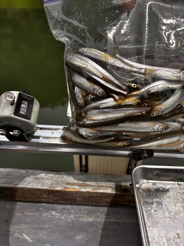 ワカサギの釣果