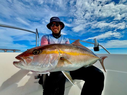 カンパチの釣果