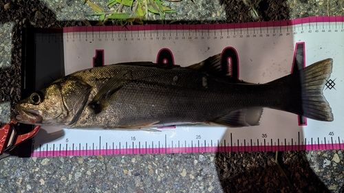 スズキ釣り スズキの釣果・釣り情報まとめ【2025年最新】 - アングラーズ
