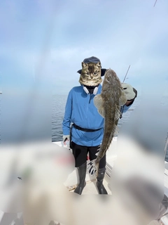 コチの釣果