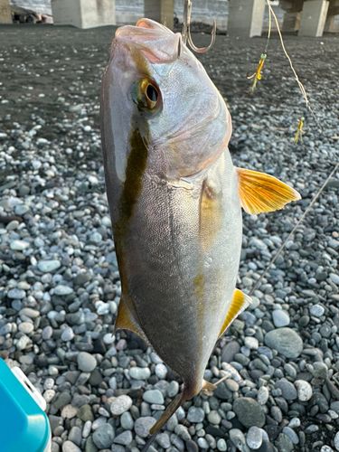 カンパチの釣果