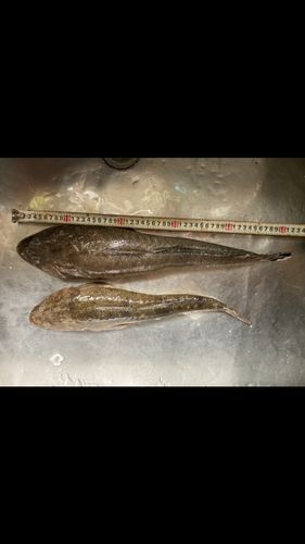 マゴチの釣果