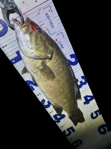 スモールマウスバスの釣果