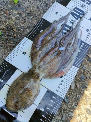 タコの釣果