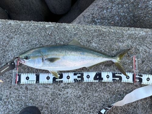 ハマチの釣果