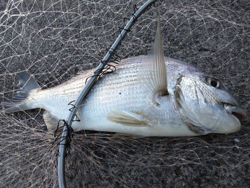 ヘダイの釣果