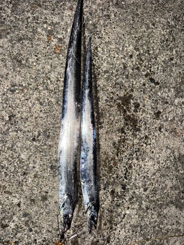 タチウオの釣果