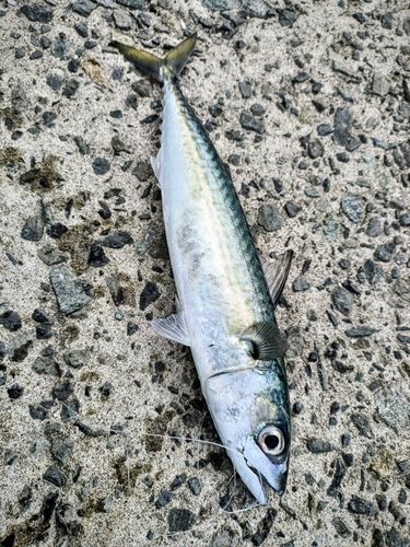 サバの釣果