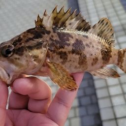 カサゴ