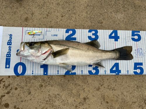 シーバスの釣果