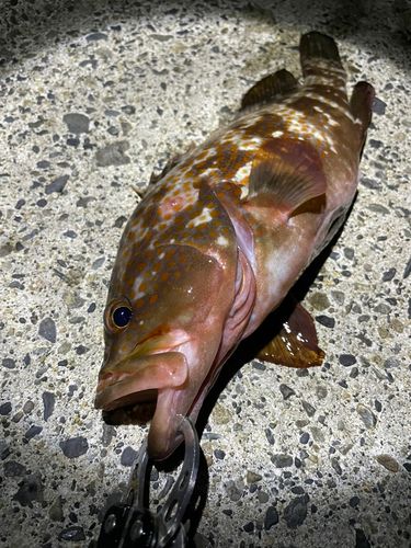 キジハタの釣果