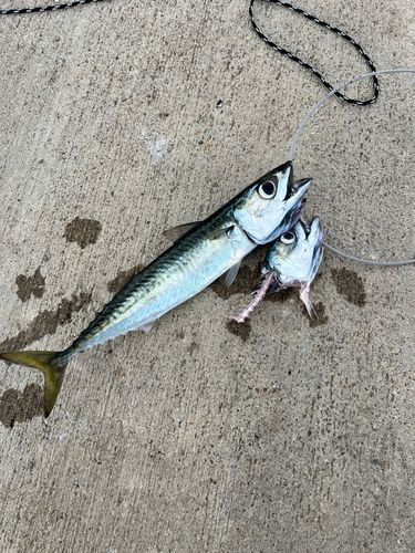 サバの釣果