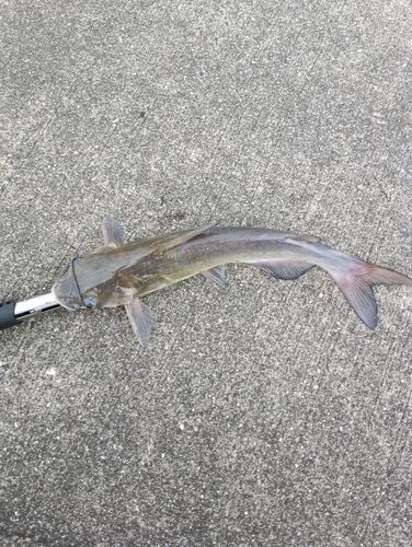 アメリカナマズの釣果