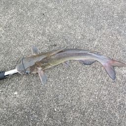 アメリカナマズ