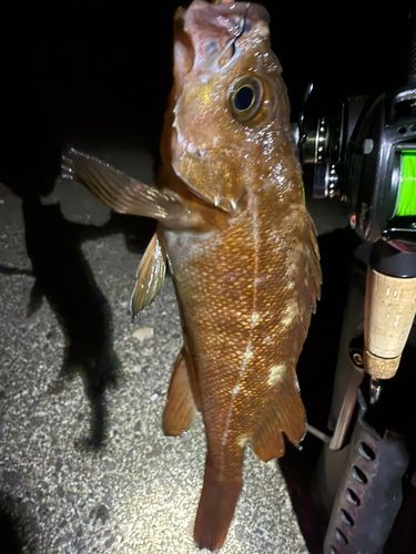 エゾメバルの釣果