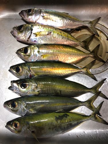 メアジの釣果