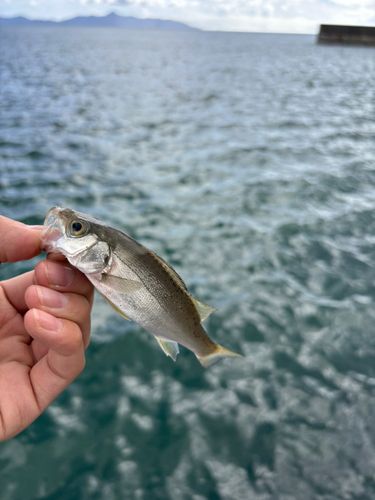 セイゴ（タイリクスズキ）の釣果