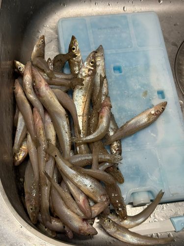 シロギスの釣果
